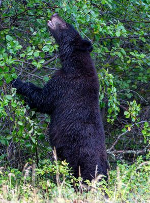 Black Bear Stretching for Berries.jpg