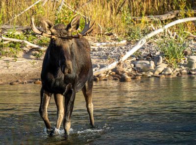 Bull Moose Crossing the Gros Ventre River.jpg