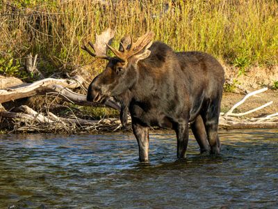 Bull Moose Crossing the River.jpg