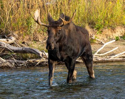 Bull Moose Crossing.jpg