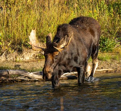 Bull Moose Entering the River.jpg