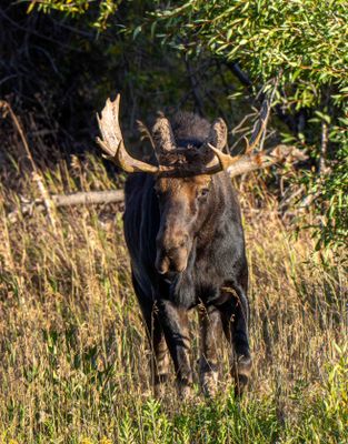 Bull Moose in Grand Teton.jpg