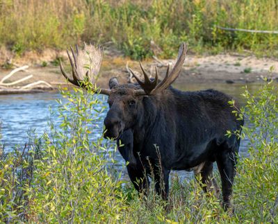 Bull Moose in the Gros Ventre River.jpg