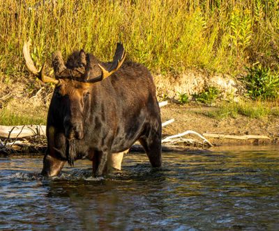 Bull Moose in the Water.jpg