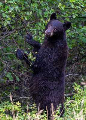 Eyes of the Black Bear.jpg