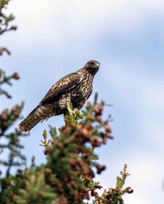 Hawk in the Treetop.jpg