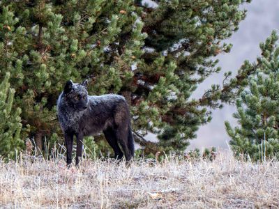 Black Wolf Looking Back.jpg