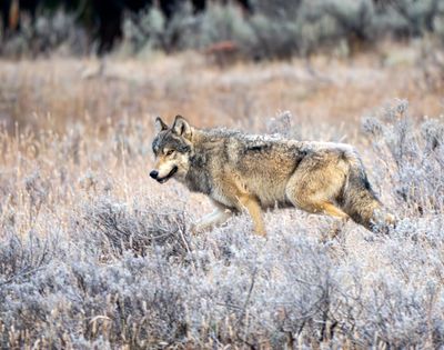 Gray Wolf at Otter Creek.jpg