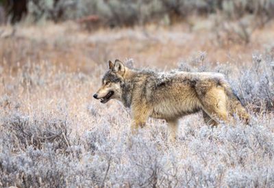 Gray Wolf Near Otter Creek.jpg