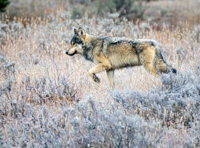 Gray Wolf Stepping Through the Sage.jpg