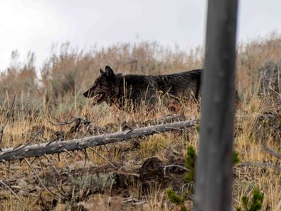 Black Wolf Through the Trees.jpg