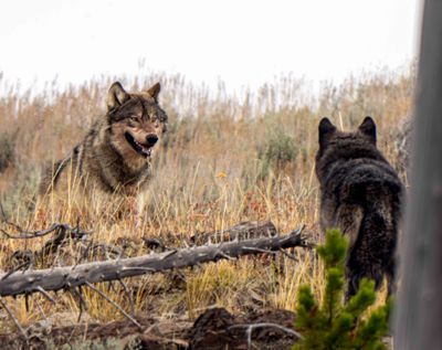 Wolf Staredown.jpg