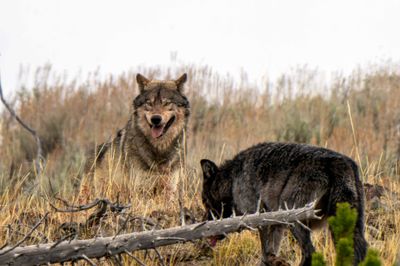 Gray Wolf Won the Staredown.jpg