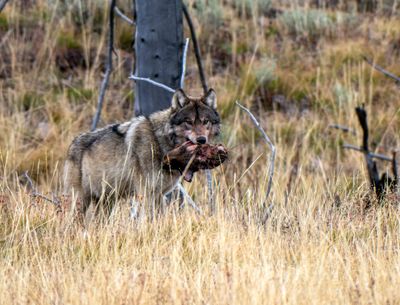 Wolf with an Elk Head.jpg