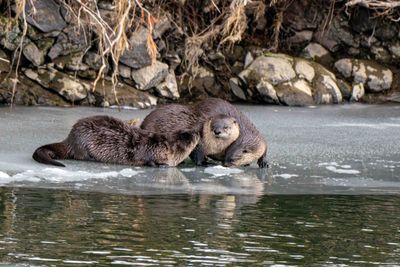 Otters