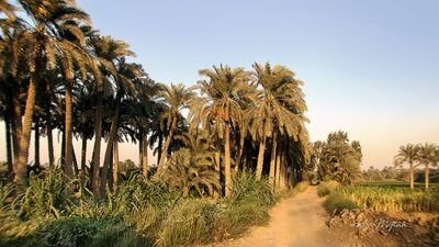 Palm Trees | Hawamdia