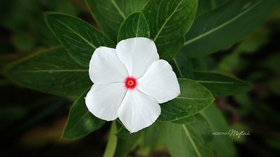 Vinca Flower