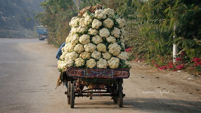 Cauliflower Cart