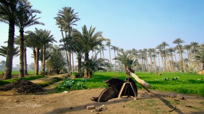 Waterwheel and Palm Trees