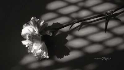 In Shadow