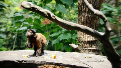 Monkey Business - Singapore Zoo