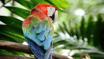 RGB | Jurong Bird Park, Singapore