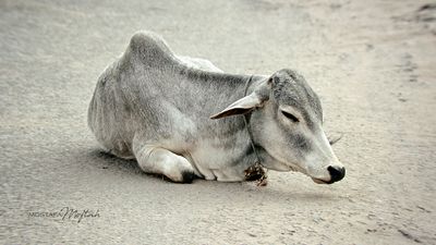 Brahman Cow #1 | Jaipur, India