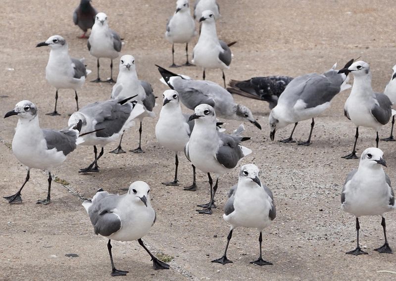 Hungry Gulls