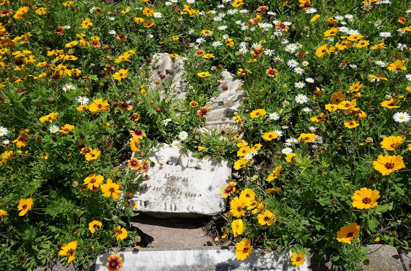 Wildflowers and Gravestones