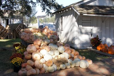 Great Pumpkin Roundup