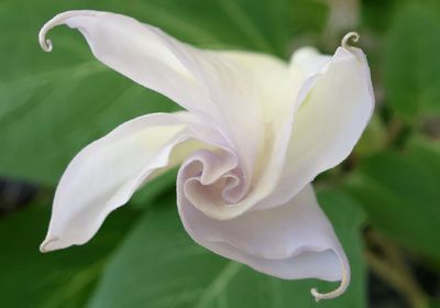 Moon Lily