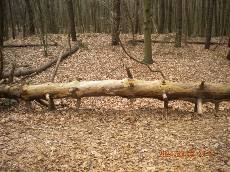 DSCN0744.JPG