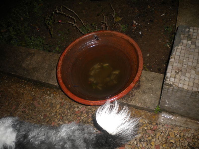 DSCN0971.JPG