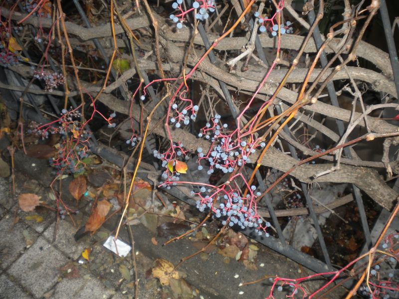DSCN1065.JPG