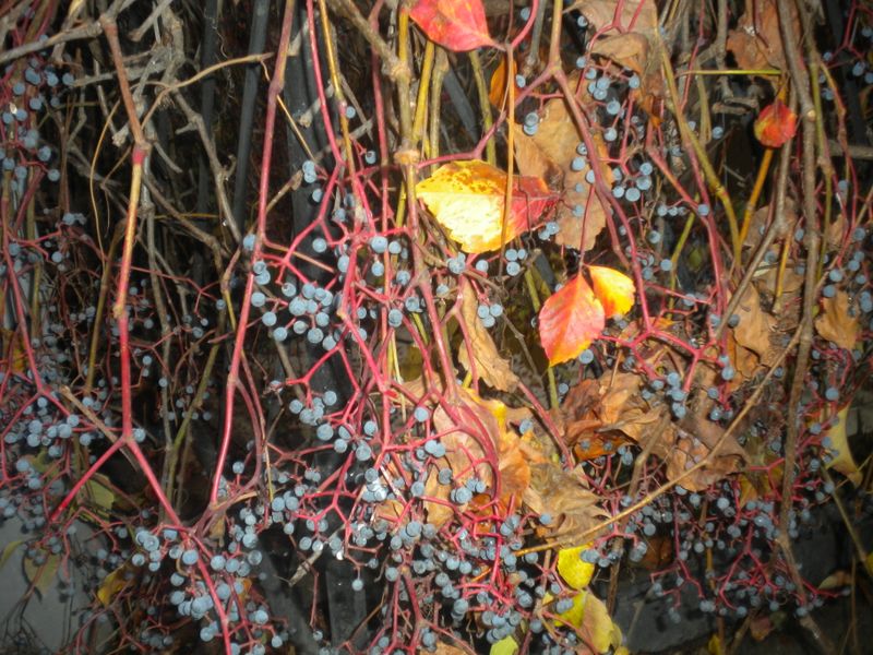 DSCN1068.JPG