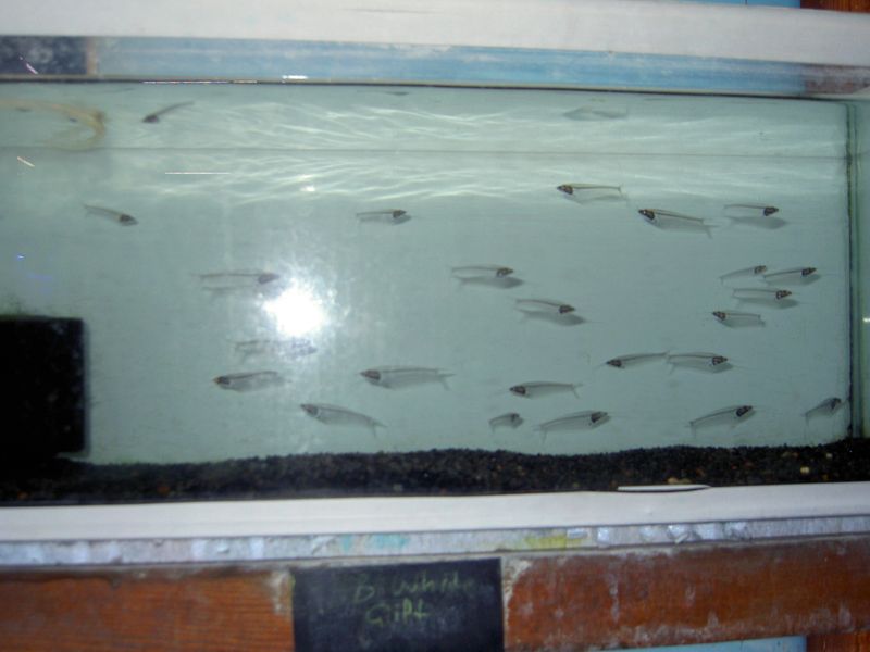 PICT3832.JPG