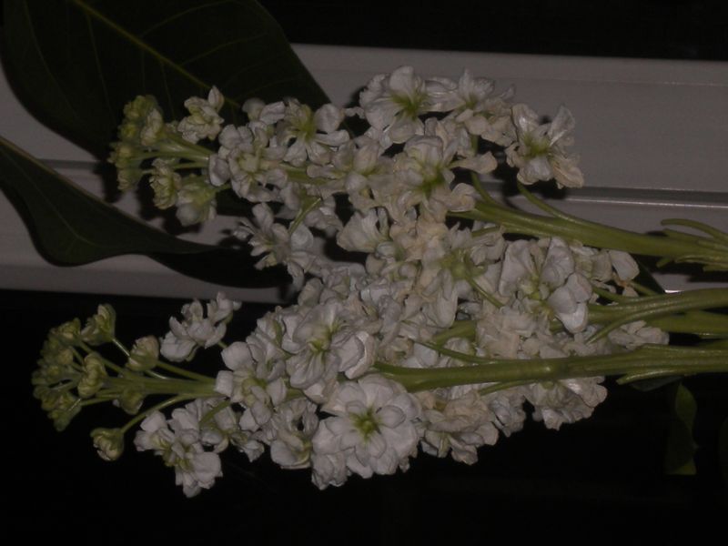 DSCN2104.JPG