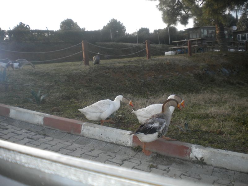 DSCN2291.JPG