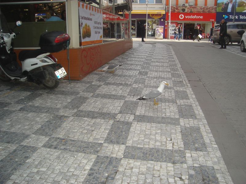 DSC02211.JPG