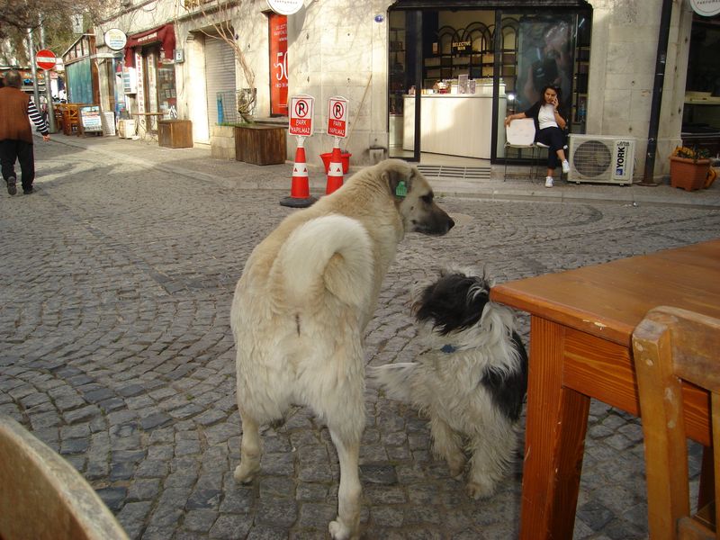 DSC02644.JPG