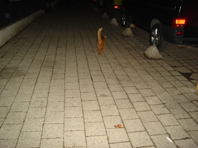 DSC03113.JPG