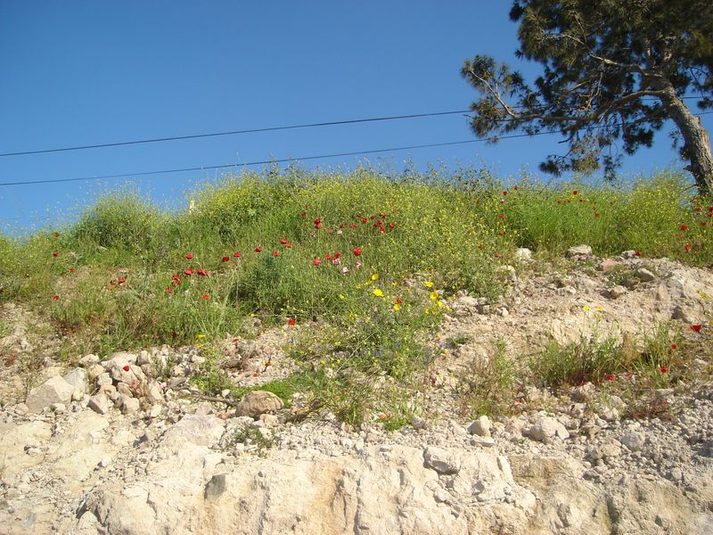 DSC03215.JPG