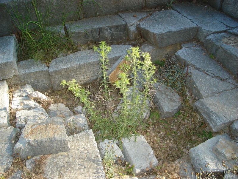 DSC03331.JPG
