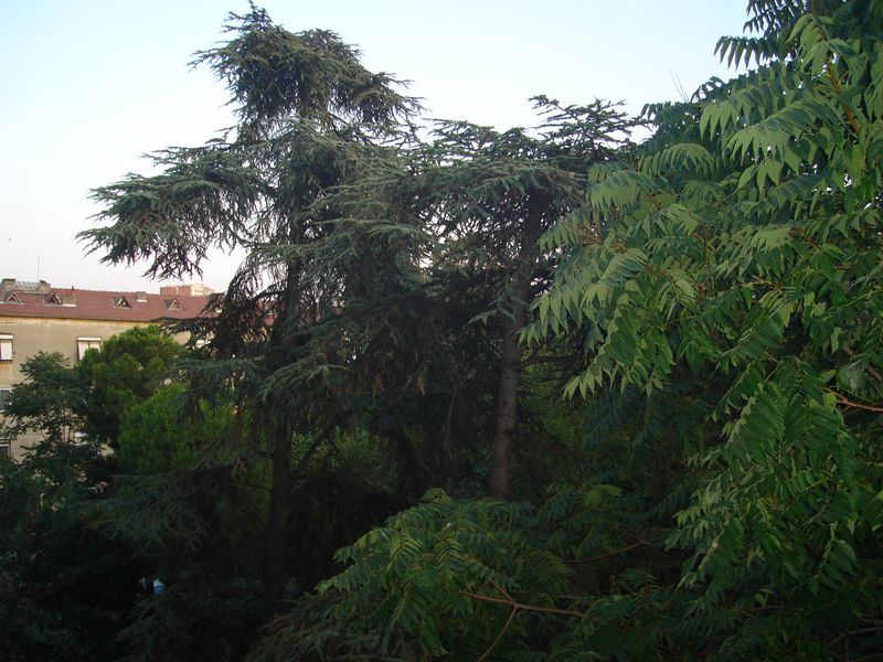 DSC03500.JPG