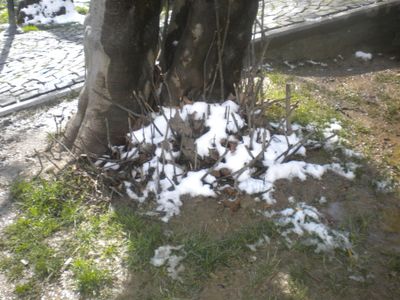g13/29/8159329/3/175699038.82bab009.JPEG