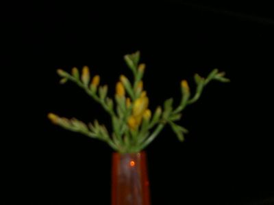 g13/29/8159329/3/175707401.233e5a33.JPEG