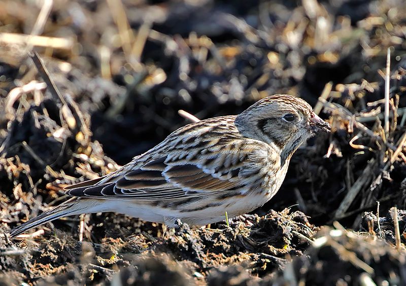 Lapland Longspur
