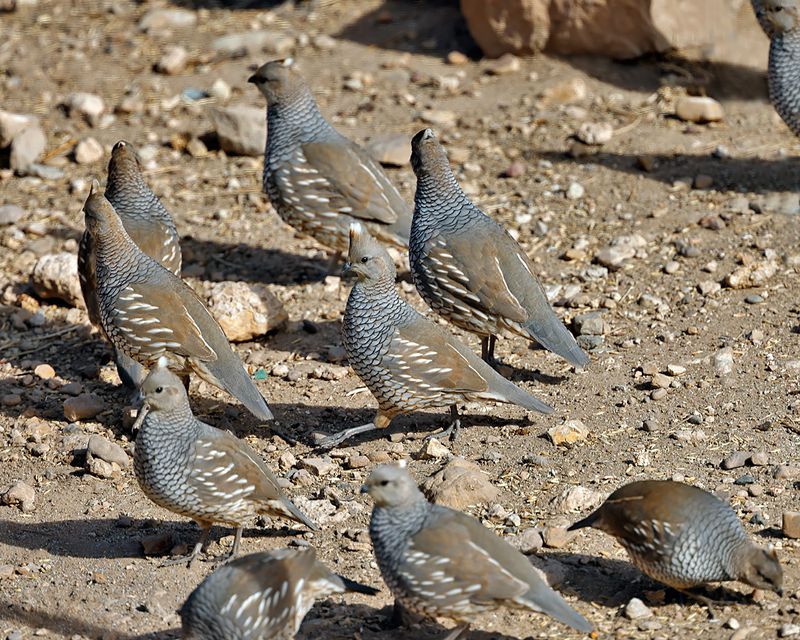 Scaled Quail