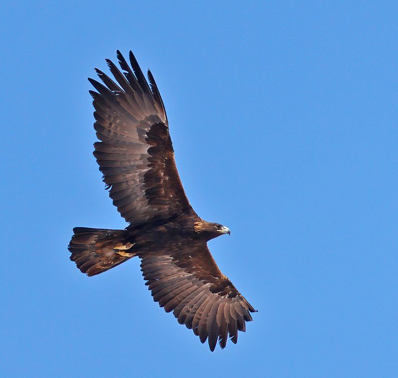 Golden Eagle