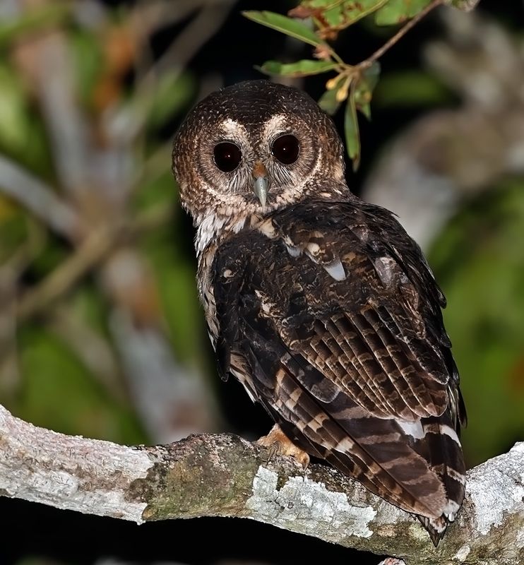 Mottled Owl